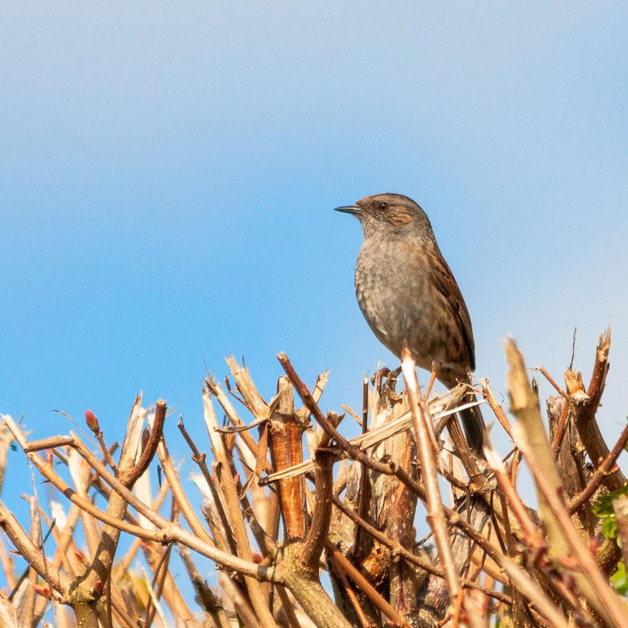 Petit oiseau posé sur une haie