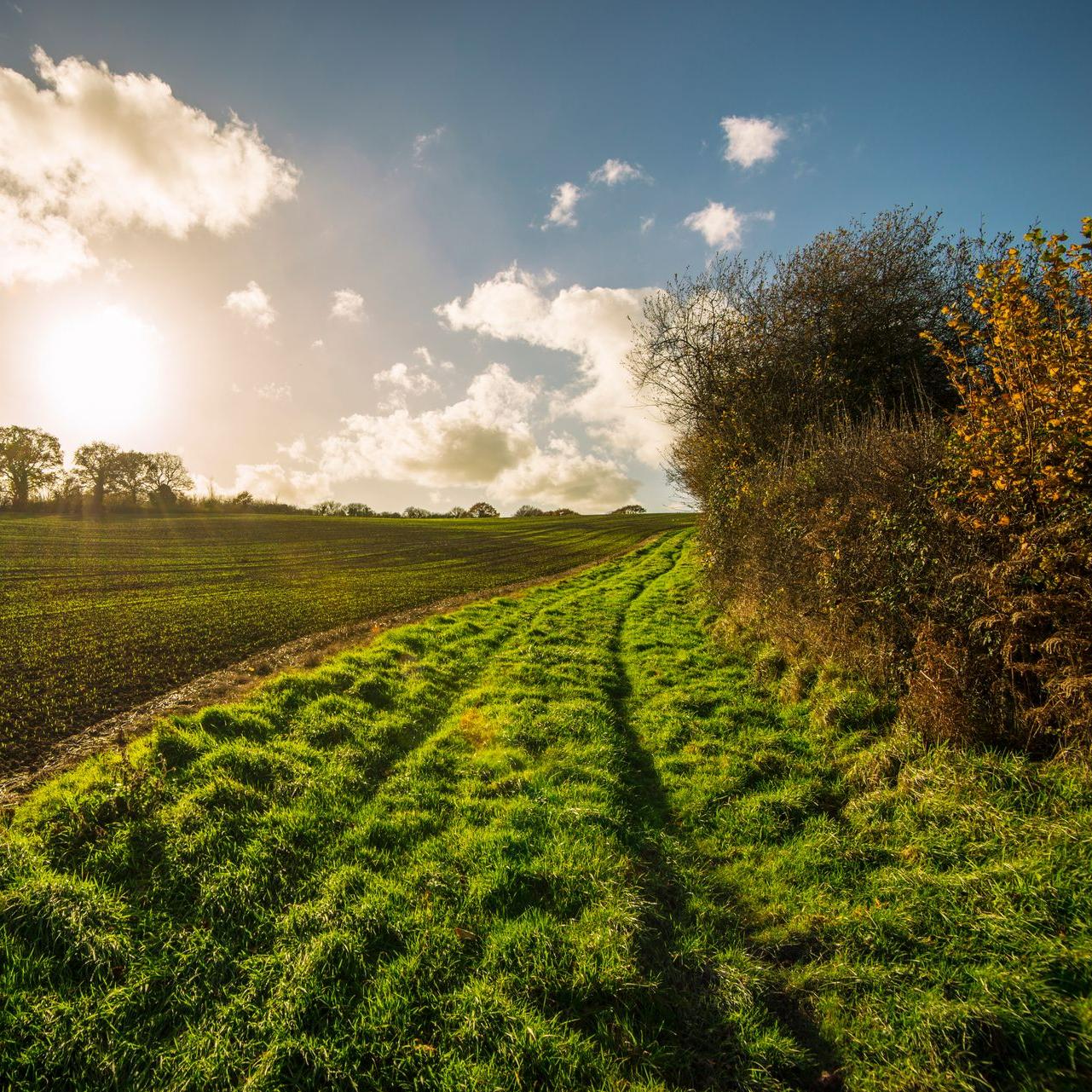 Chemin rural séparant un champ d'un espace sauvage