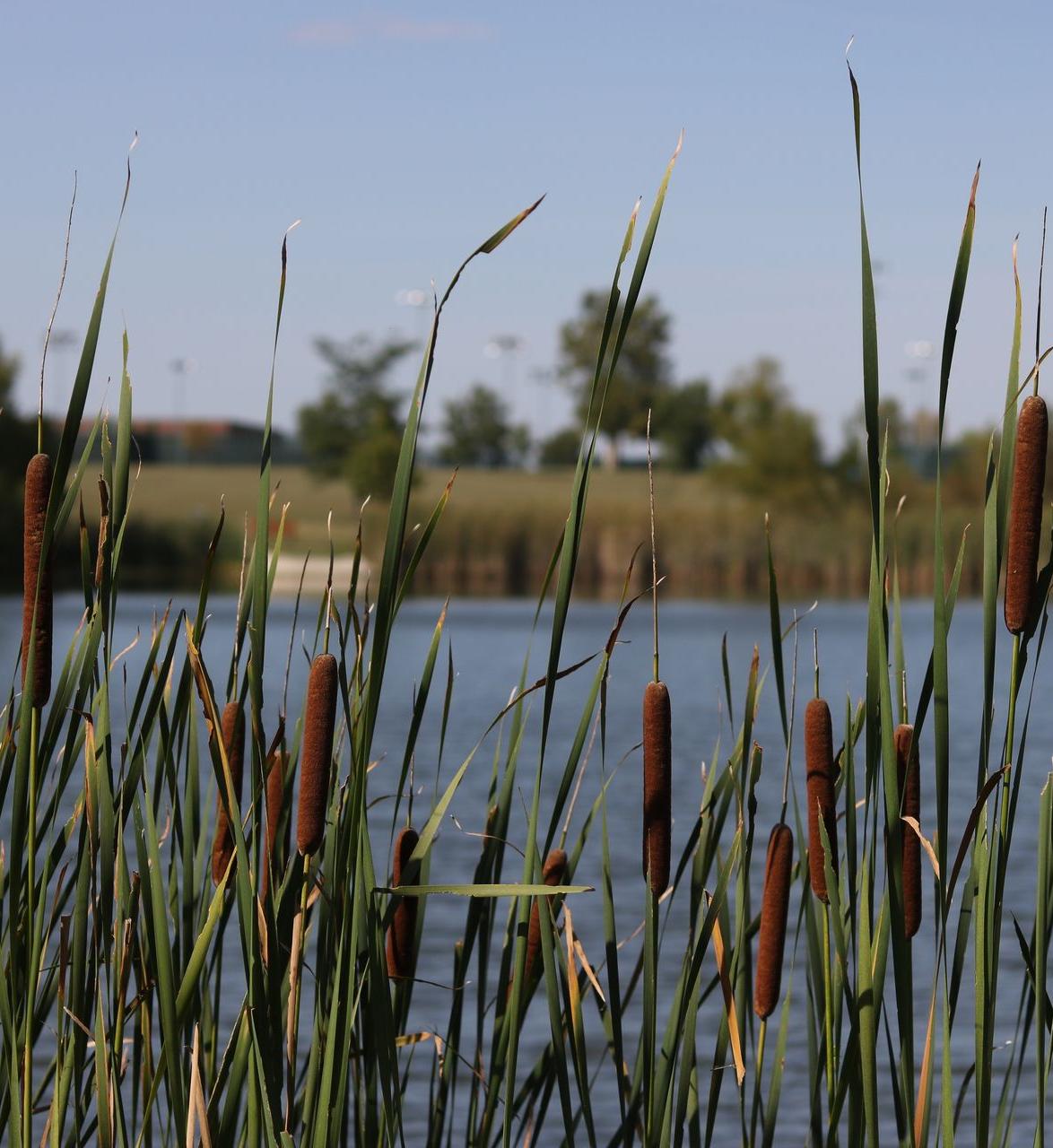 Macettes en bord d'étang