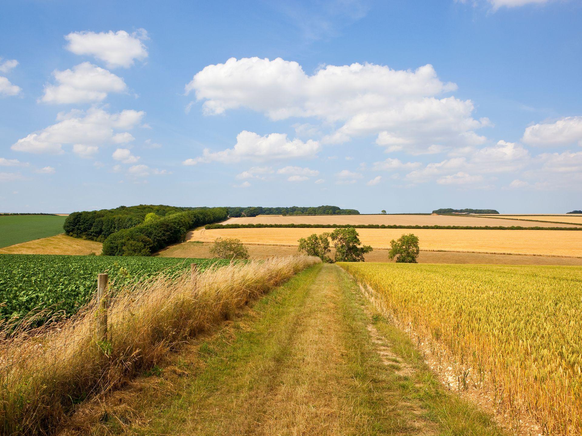 Chemin herbeux au milieu de deux champs différents