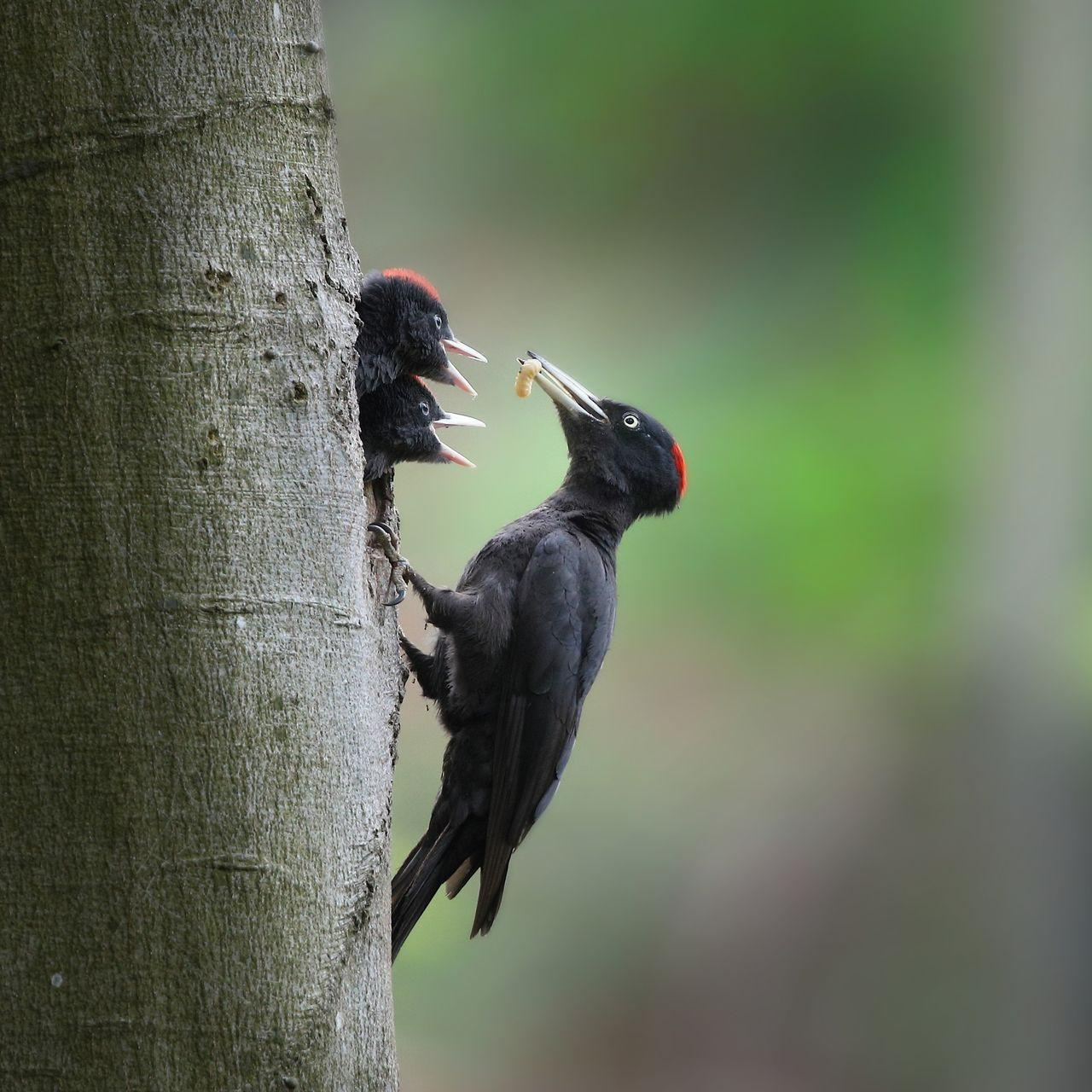 Pic nourissant ses petits dans un trou d'arbre