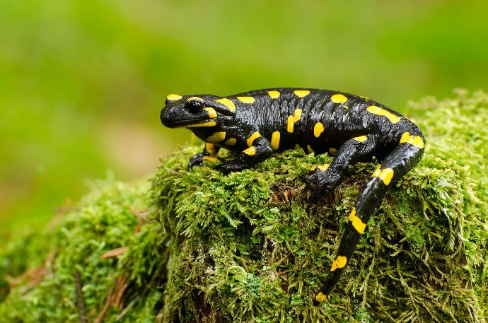 Salamandre noire et jaune en gros plan