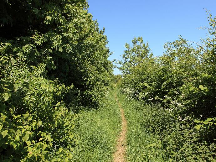 Petit chemin tracé au milieu de deux bandes boisées