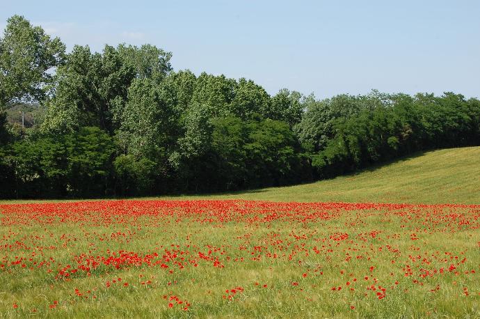 Champ de coquelicots sur fond arboré